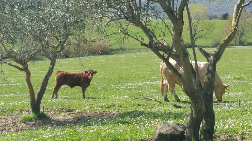 Pietra Maula Agriturismo Castelraimondo Luaran gambar