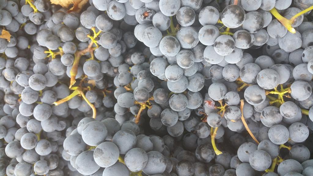 Pietra Maula Agriturismo Castelraimondo Luaran gambar