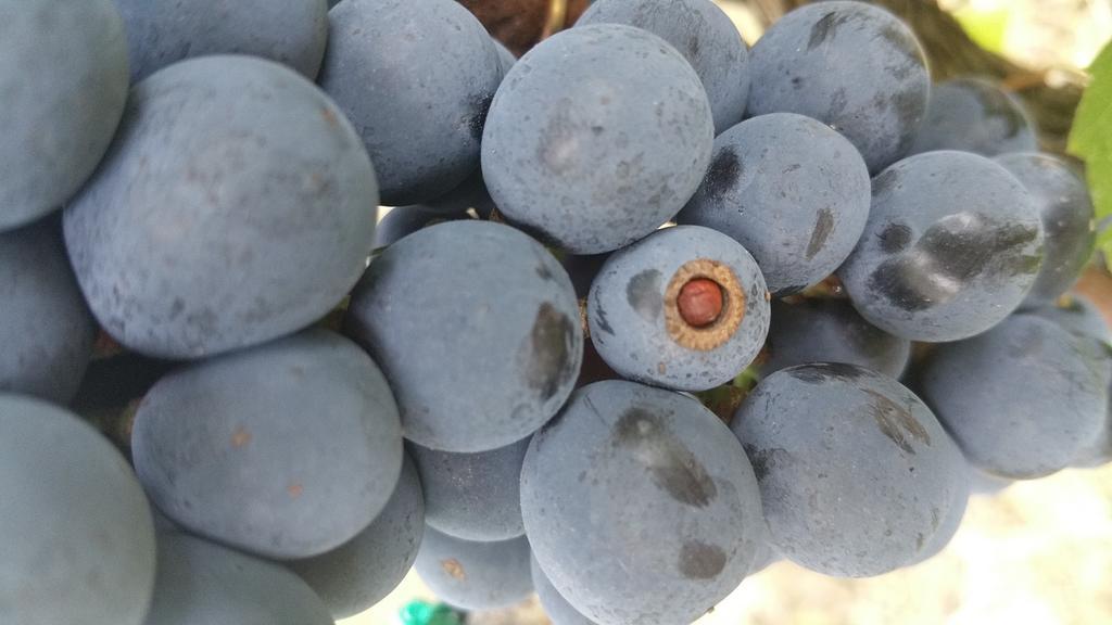 Pietra Maula Agriturismo Castelraimondo Luaran gambar