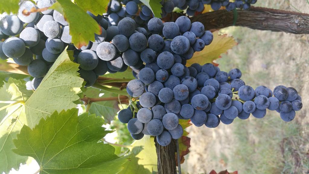 Pietra Maula Agriturismo Castelraimondo Luaran gambar